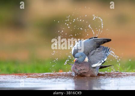 Holztaube (Columba palumbus), Erwachsene baden in einem Wasserloch, Spanien, Castilla–La Mancha, La Virtudes Stockfoto