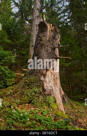 Verwitterter Baumstumpf bedeckt mit Moos und umgeben von Waldunterholz und Frühlingsblumen Stockfoto