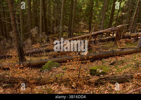 Waldhang bedeckt mit abgefallenen Stämmen, trockenen Blättern und moosigen Felsen zwischen Nadelbäumen Stockfoto