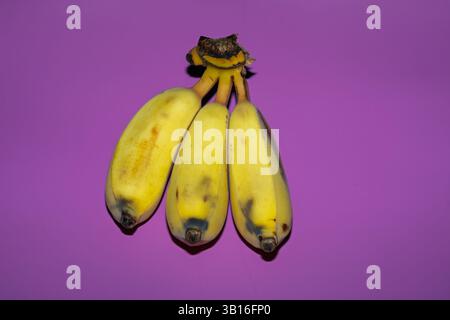 Drei Bananen auf klarem lila Hintergrund Stockfoto