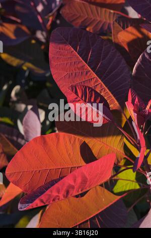 Nahaufnahme von roten und orangefarbenen Smokebush-Blättern im Sonnenlicht Stockfoto