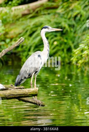 Porträt eines grauen Reihers am Ufer eines Sees. Vogelnähe in der Natur. Stockfoto
