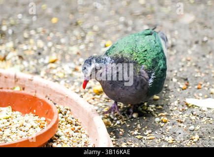 Porträt einer Grünflügeltaube. Vogel in Nahaufnahme. Chalkophaps. Smaragdtaube. Stockfoto