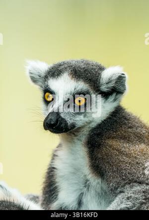 Porträt eines RingschwanzLemuren. Tier in Nahaufnahme. Lemurcatta Stockfoto
