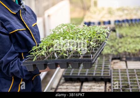 Männliche Bauern tragen Tablett mit jungen Tomatenpflanzen in einem Gewächshaus, wo sie die Setzlinge für die bevorstehende Anpflanzung nähren Stockfoto