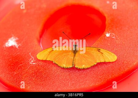 Orangen-Julia-Schmetterling Dryas Iulia auf Orangenfüßern, gebürstende Arten, auch flamme oder flambeau genannt, sind in Brasilien heimisch Stockfoto