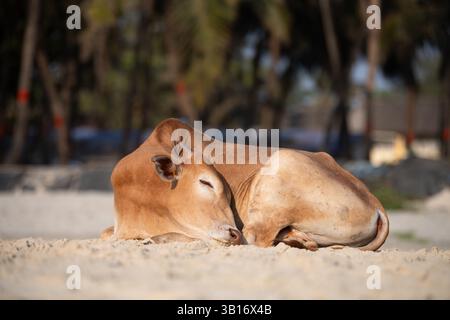 Heilige Kuh am Colva-Strand in Goa, Südindien, Palmen an der tropischen Westküste, entspannendes Tier, Arabisches Meer in Asien Stockfoto