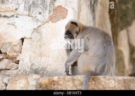 Graue Schlangenaffen der nördlichen Ebenen, Semnopithecus entellus-Affe in einem Tempel, Tierwelt von Hampi India, Dschungel und Regenwaldtiere in der Stadt Stockfoto