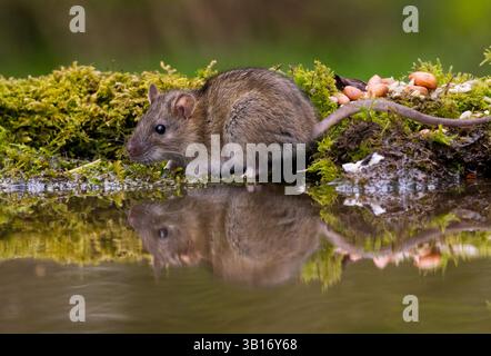 Die Ratte erkundet den Rand eines Teichs nach Essen. Stockfoto