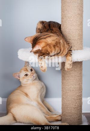 Burmesische und bengalische Katzen entspannen sich auf einem Kratzbaum im Wohnzimmer. Zwei reinrassige Katzen interagieren im Inneren. Stockfoto
