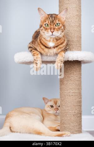 Burmesische und bengalische Katzen entspannen sich auf einem Kratzbaum im Wohnzimmer. Zwei reinrassige Katzen interagieren im Inneren. Stockfoto