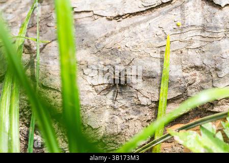 Wildwaldspinne (Pardosa lugubris) weiblich, Soprongebirge, Sopron, Ungarn Stockfoto
