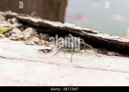 Wildwaldspinne (Pardosa lugubris) männlich, Soprongebirge, Sopron, Ungarn Stockfoto