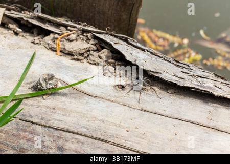 Wildwaldspinne (Pardosa lugubris) männlich und weiblich, Soprongebirge, Sopron, Ungarn Stockfoto