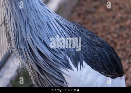 Nahaufnahme der Federn eines gekrönten Krans, die ihre Textur zeigen. Stockfoto