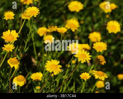 Frühlingsblumen, gelbe Mais-Marigolds - Coleostephus myconis. Familie der Asteraceae. Natürlich in Portugal wachsen. Flacher Fokus für Effekte. Stockfoto