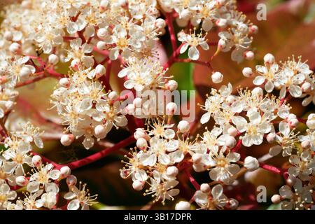 Zarte weiße Blüten mit gelben Mittelpunkten blühen auf einem Busch von Physocarpus opulifolius, der seine leuchtend roten Stiele im Frühlingssonnenlicht zeigt. Stockfoto