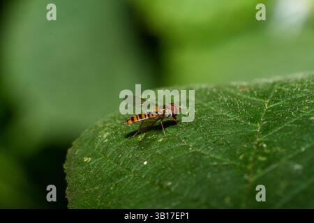 Ein hoverfly mit orangefarbenen und schwarzen Streifen liegt auf einem leuchtend grünen Blatt, der Hintergrund ist verschwommen, was auf eine natürliche Umgebung hindeutet. Stockfoto
