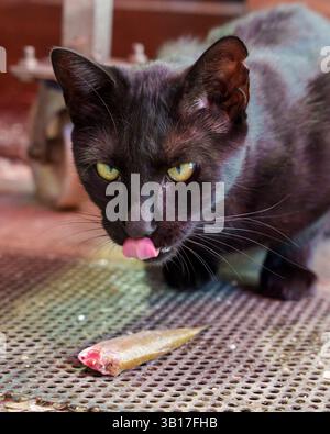 Ein Urlaubsfoto einer schwarzen Katze leckt sich die Lippen in Erwartung eines Fischhändlers auf Kreta, Griechenland, einen kleinen Fisch auf einem Metallgitter zu essen. Stockfoto