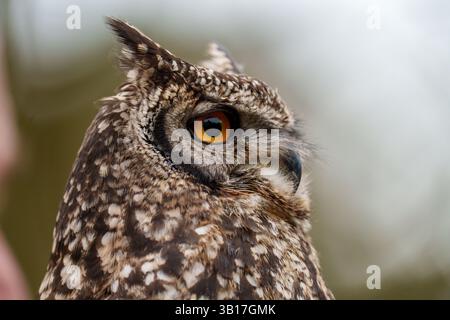 Nahprofil einer gefleckten Uhu mit intensiven orangen Augen, die vor einem unscharfen natürlichen Hintergrund thront. Stockfoto