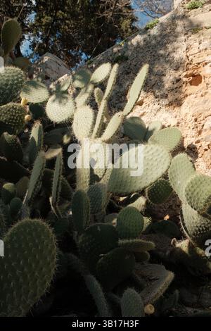 „Kaktuskaktus (Opuntia) mit flachen grünen Pads, die wild in einer mediterranen Landschaft wachsen. Stockfoto