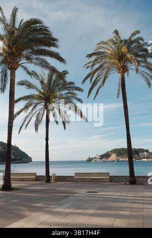 Reihe hoher Palmen entlang der Uferpromenade in Mallorca, Spanien, unter einem hellblauen Himmel, aufgenommen mit Kodak Portra 160 Filmsimulation. Stockfoto