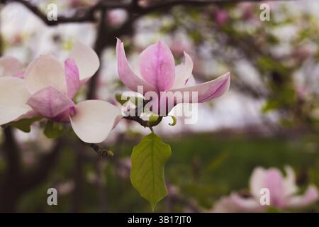Eine zarte blühende Magnolienblüte, die am Frühlingstag ihre komplizierten Details und zarten Farben offenbart. Ein einzelner rosa weißer Magnolienbaum in voller Blüte. Stockfoto
