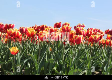 eine Reihe roter Tulpen mit einem gelben Rand, Nahaufnahme in einem Zwiebel Feld in der niederländischen Landschaft im Frühling und einem blauen Himmel Stockfoto