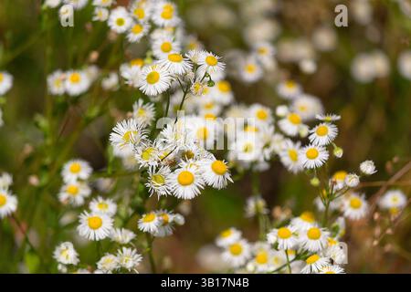 Erigeron annuus Blüten auch bekannt als jährliche fleabane, Gänseblümchen fleabane oder östliche Gänseblümchen fleabane. Natur Stockfoto