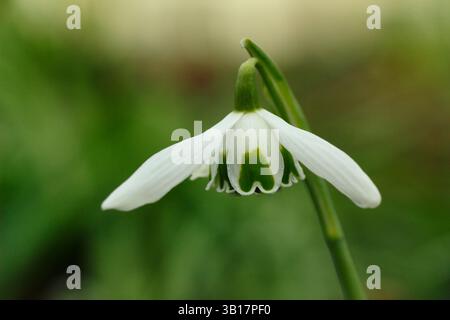 Galanthus „Hippolyta“-Schneeglöckchen, Greatorex-Doppelschneeglöckchen mit abgerundeten Blütenblättern und grünen Markierungen. UK Stockfoto