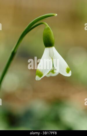 Galanthus plicatus „Trymlet“-Schneeglöckchen mit charakteristischen sichelförmigen grünen Markierungen auf den äußeren Segmenten. UK Stockfoto