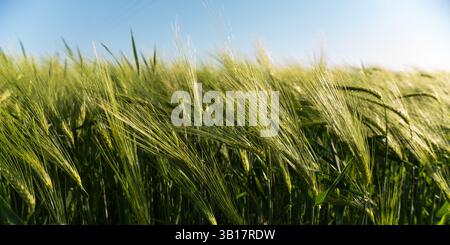 Frische grüne Gerste, die im Sommerwind weht Stockfoto