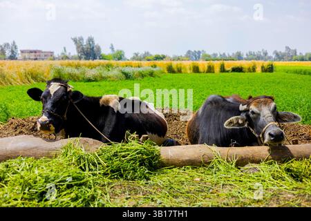 Schwarz-weiße Kühe, die auf grünem Gras im landwirtschaftlichen Feld unter blauem Himmel liegen Stockfoto