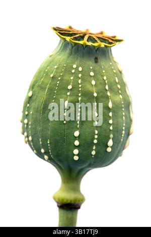 Detail des Opiummohnkopfes, lateinisch Papaver somniferum, unreifer Mohnkopf mit Tropfen Opiummilchlatex, eine Mohnkapsel isoliert auf weißem Hintergrund Stockfoto