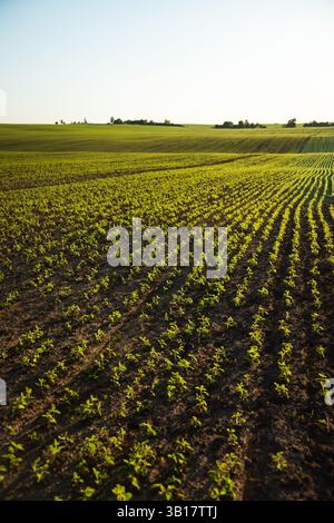 Umweltfreundlicher Sojaanbau Landscape Agriculture Stockfoto