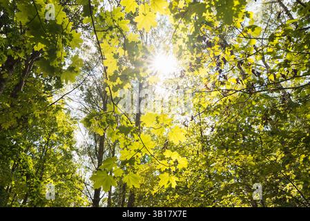 Die Sonne leuchtet durch die Bäume des grünen Waldes Stockfoto