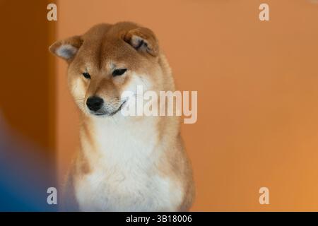 Rot-weißes japanisches shiba-inu-Hundeporträt auf orangem Hintergrund. Nahporträt einer roten Hunderasse Shiba inu, die im Studio sitzt. Shiba-Inu-Frau Stockfoto