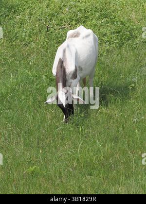 Weiße Kuh weidet friedlich in einem üppigen grünen Feld an einem sonnigen Tag. Stockfoto
