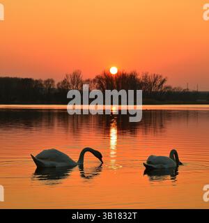 Zwei weiße Schwäne im Sunset Glow auf dem ruhigen Teich mit goldenen Sunset-Wellen Stockfoto