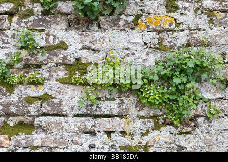 Steinmauer mit Moos und Grün Stockfoto