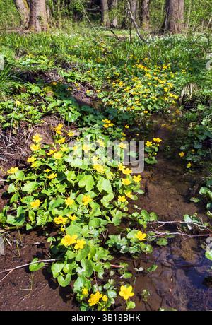 Caltha palustris, auch bekannt als Sumpfbarsch oder Königskegel Stockfoto