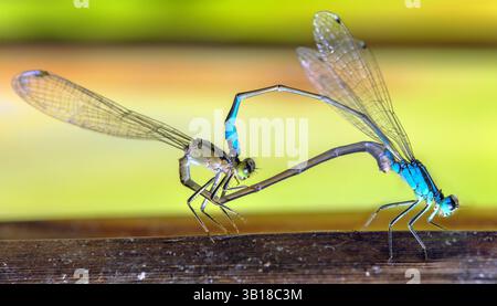 Blaue Libelle Enallagma cyathigerum, gewöhnliche blaue Damselfliege, gewöhnliches Blau oder Nordblau während der Paarung auf grünem Hintergrund Stockfoto