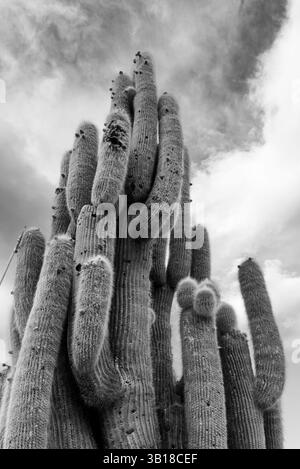 Dramatisches Schwarz-weiß-Porträt eines hoch aufragenden cardón-Kaktus (Echinopsis atacamensis) vor einem stürmischen Himmel, Sausalito, Jujuy, Argentinien Stockfoto