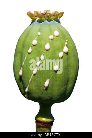 Detail des Opiummohnkopfes, lateinisch Papaver somniferum, unreifer Mohnkopf mit Tropfen Opiummilchlatex, eine Mohnkapsel isoliert auf weißem Hintergrund Stockfoto