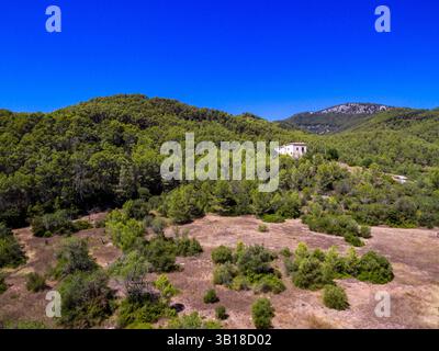 Canet Pine Forest, Pinus halepensis, Moleta de Son Cabaspre, Esporles, Tramuntana Mountains, Mallorca, Balearen, Spanien. Stockfoto