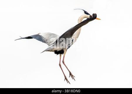 Graureiher (Ardea cinerea) im Flug, der sich anmutig in der Nähe des Wassers mit langen Flügeln und ausgestrecktem Hals vorbereitet. Stockfoto