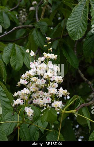 Rosskastanie-Blumen Stockfoto