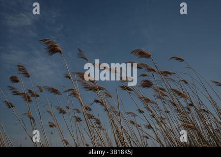Hohes goldenes Schilf schwingt im Wind vor einem tiefblauen Himmel und schafft einen auffälligen Kontrast zwischen den Elementen der Natur. Das Bild fängt eine ruhige, luftige Atmosphäre ein Stockfoto