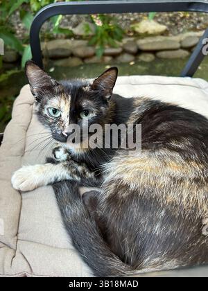 Das Foto zeigt eine Schildpattkatze, die auf einem beigen gepolsterten Kissen liegt, das draußen auf einem Stuhl mit Metallrahmen platziert ist. Das Fell der Katze ist eine Mischung aus Schwarz, Braun, o Stockfoto