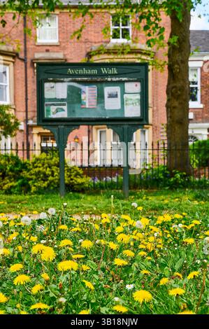 Gänseblümchen und Löwenzahn wachsen auf dem Avenham Walk auf dem Weg zum Avenham Park, Preston, Großbritannien Stockfoto